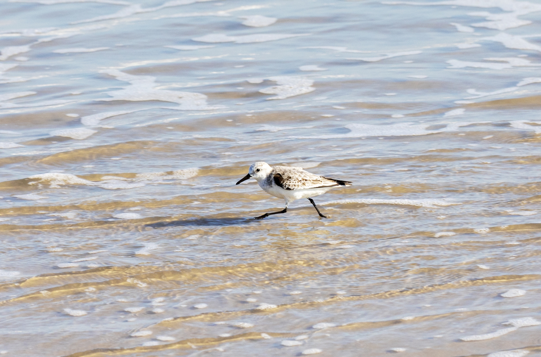 Snowy Plover, Port Aransas, Texas